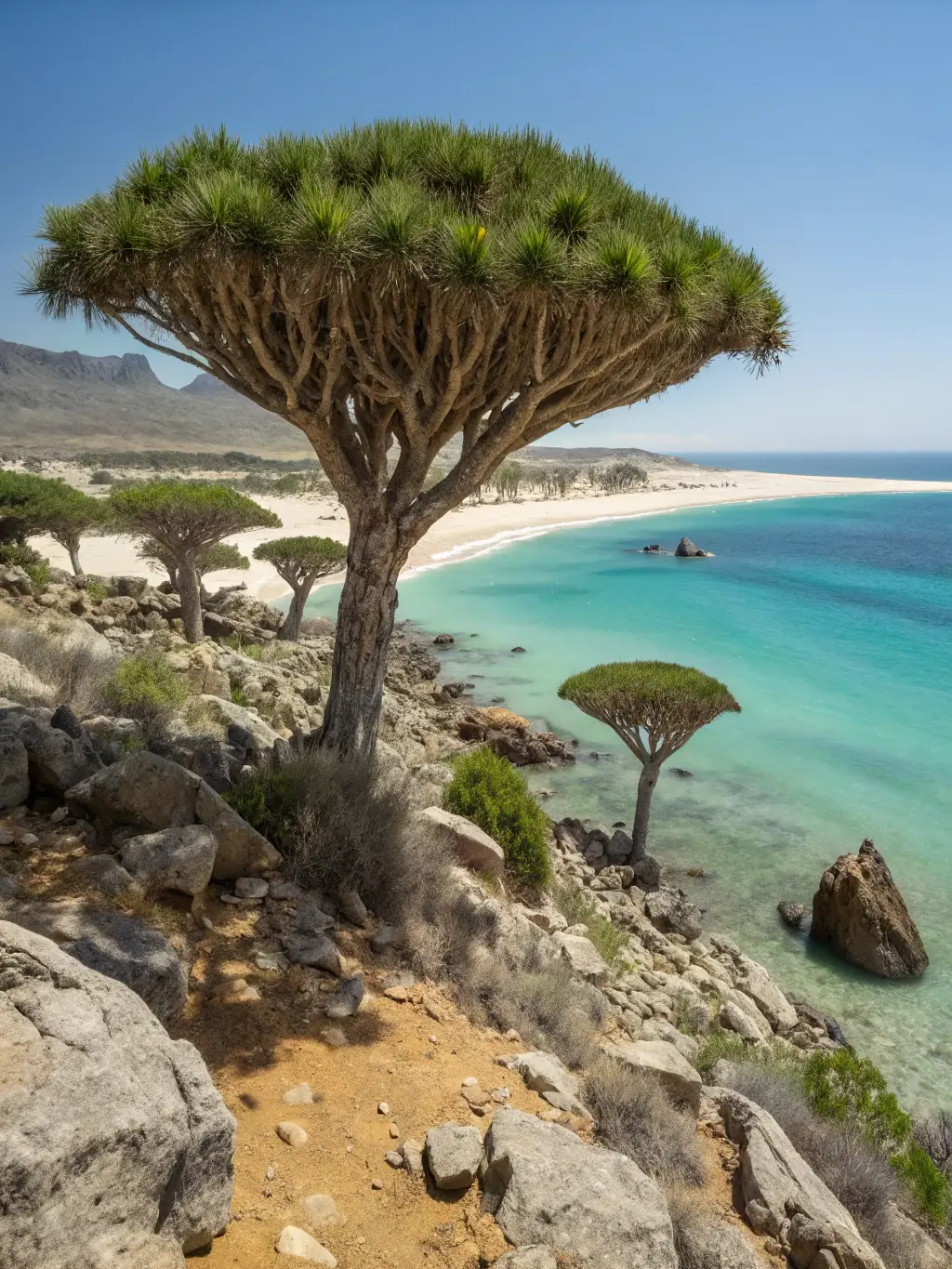A captivating photo of the otherworldly landscape of Socotra Island, Yemen, featuring its unique dragon blood trees and pristine beaches, emphasizing its untouched natural beauty.